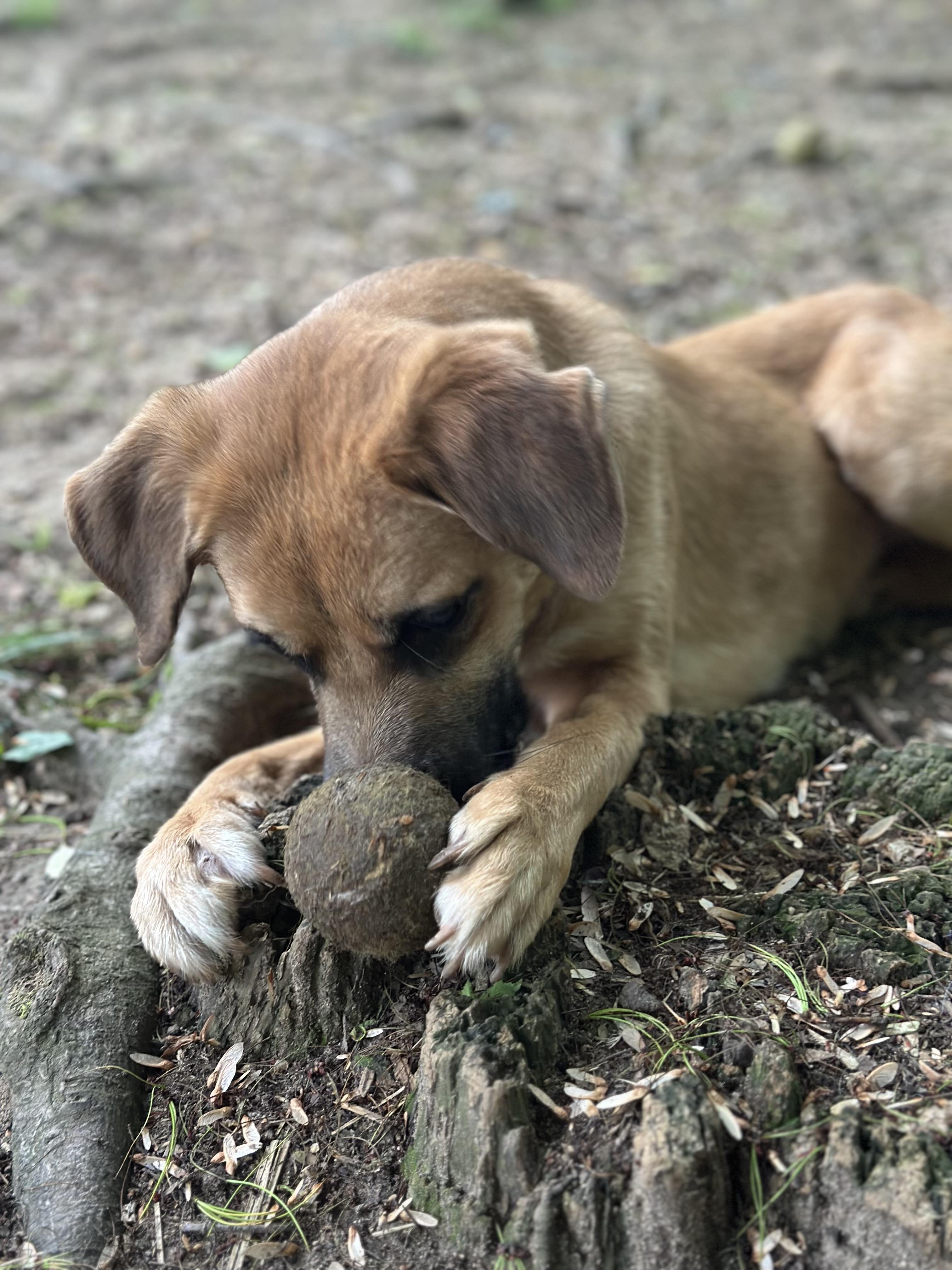 Basil, a Adoptable mixed breed in Sherman, CT image 6/6