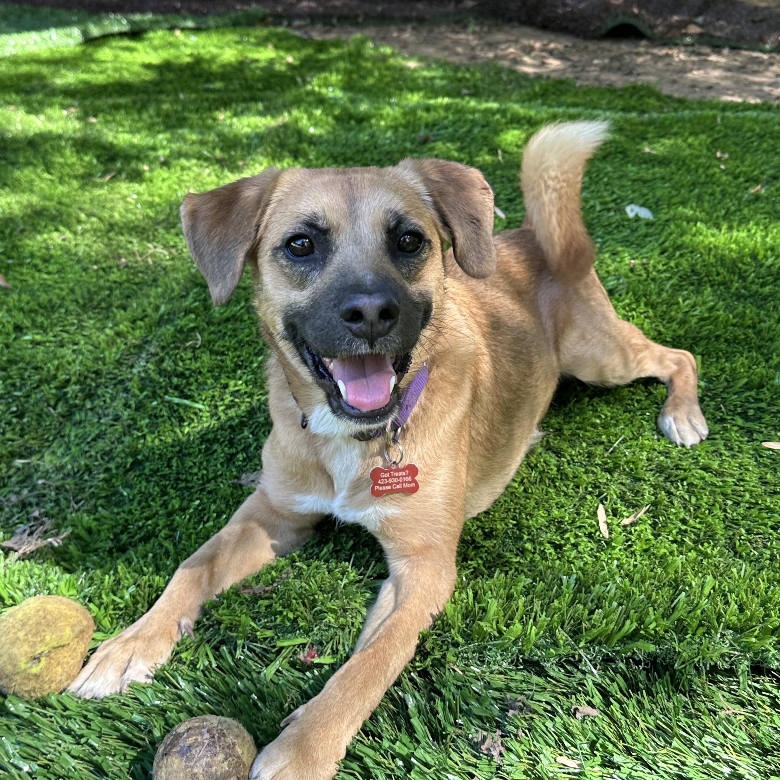 Basil, Adoptable, Adult Female Beagle & Black Mouth Cur.
