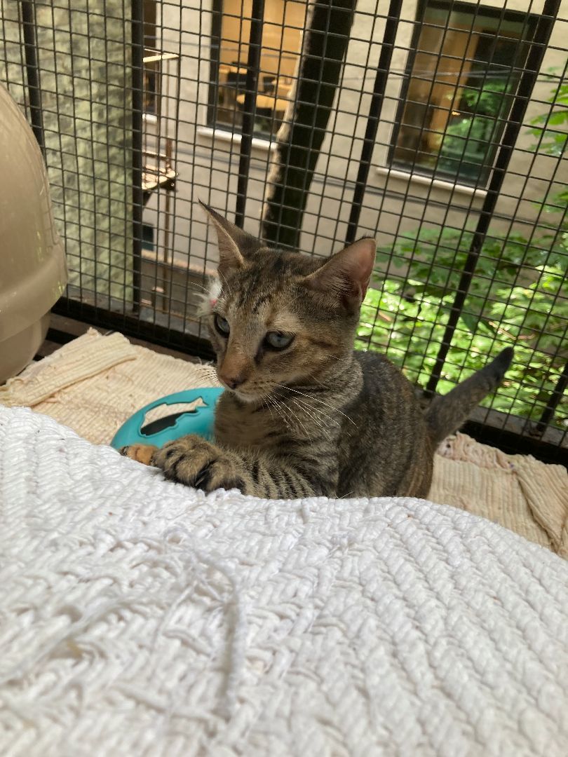 Enlarge Lavender, a Adoptable Domestic Short Hair in New York, NY image 1/5