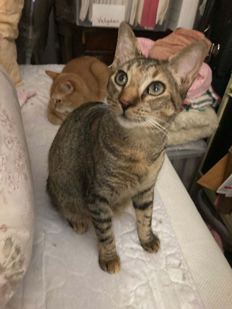 Enlarge Lavender, a Adoptable Domestic Short Hair in New York, NY image 2/5