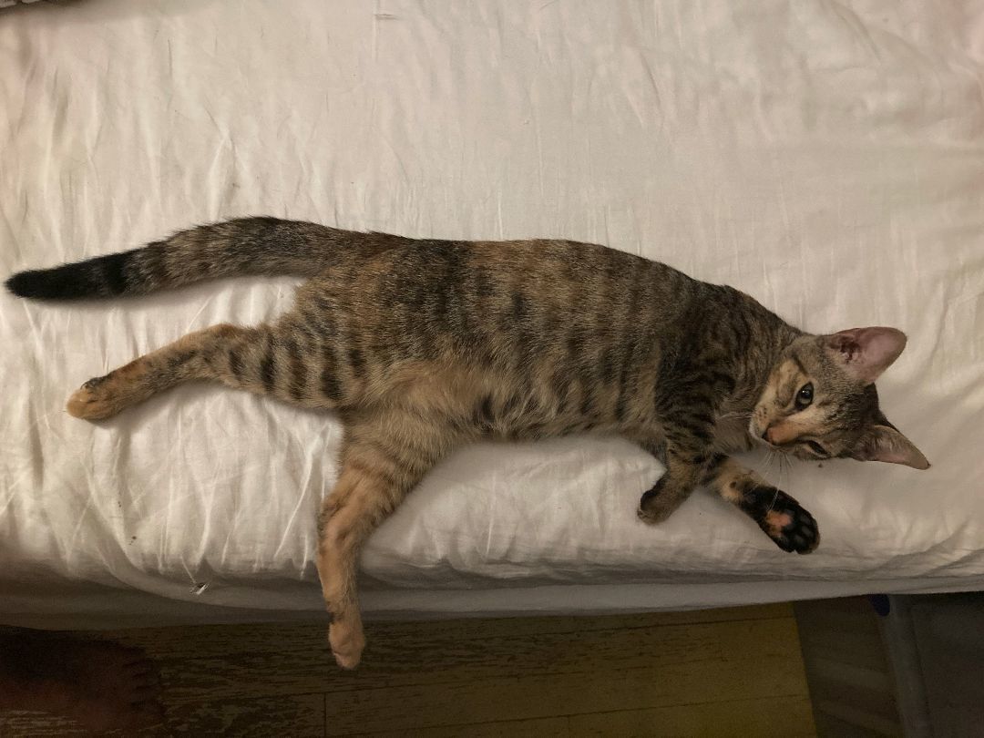 Enlarge Lavender, a Adoptable Domestic Short Hair in New York, NY image 3/5