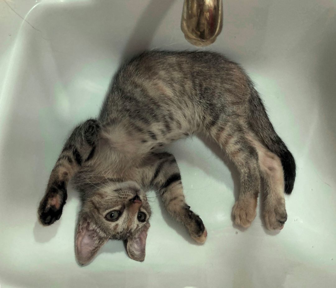 Enlarge Lavender, a Adoptable Domestic Short Hair in New York, NY image 4/5