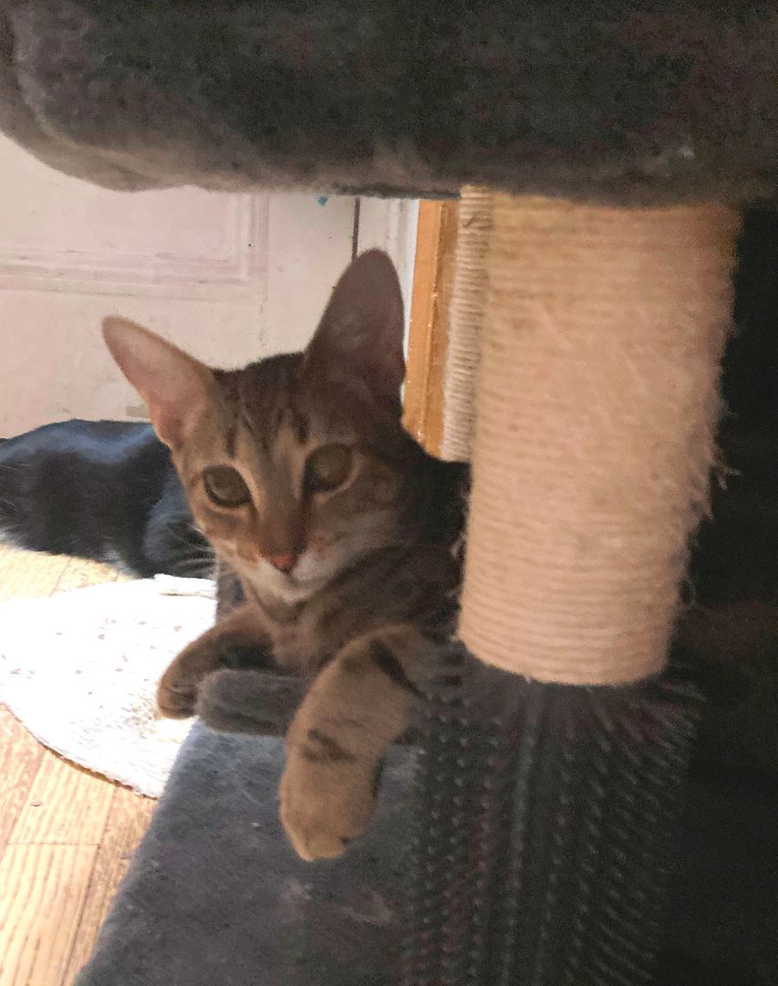 Enlarge Lavender, a Adoptable Domestic Short Hair in New York, NY image 5/5