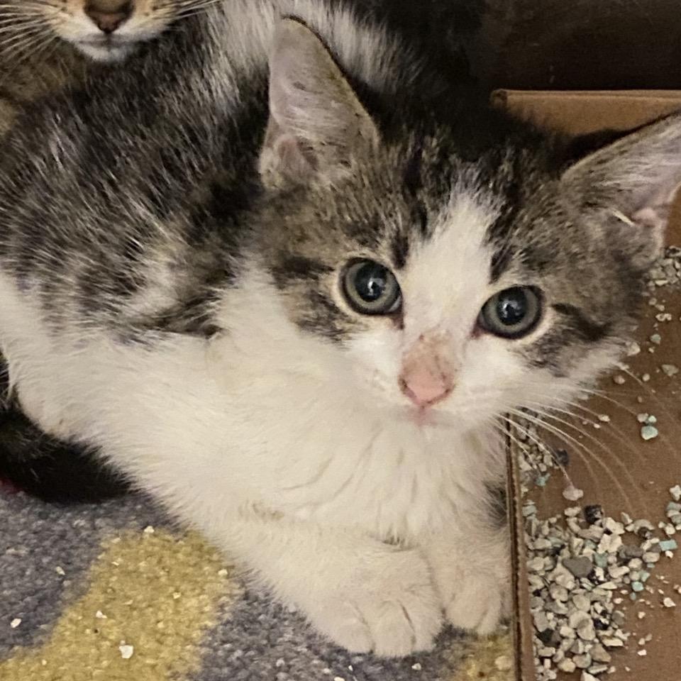 Clarice, Adoptable, Kitten Female Domestic Short Hair.