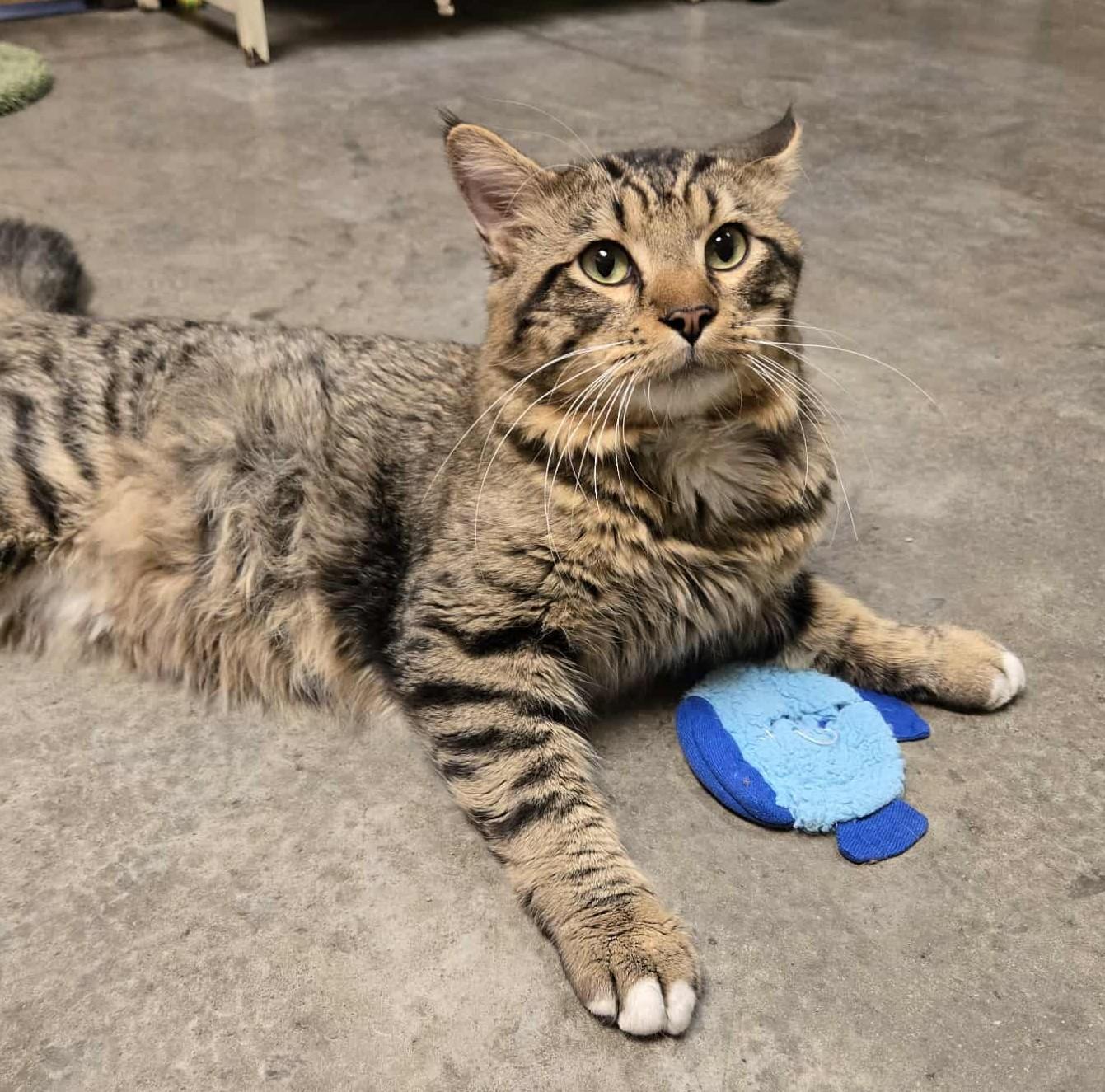 Willie Mays, Adoptable, Adult Male Domestic Long Hair.