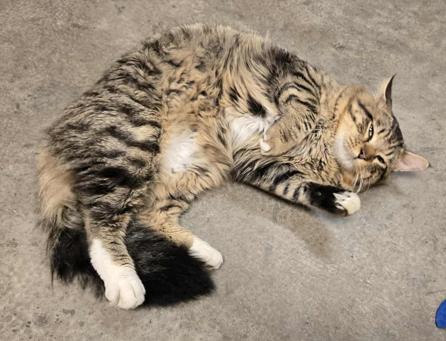 Willie Mays, an adoptable Domestic Long Hair in Larned, KS, 67550 | Photo Image 5