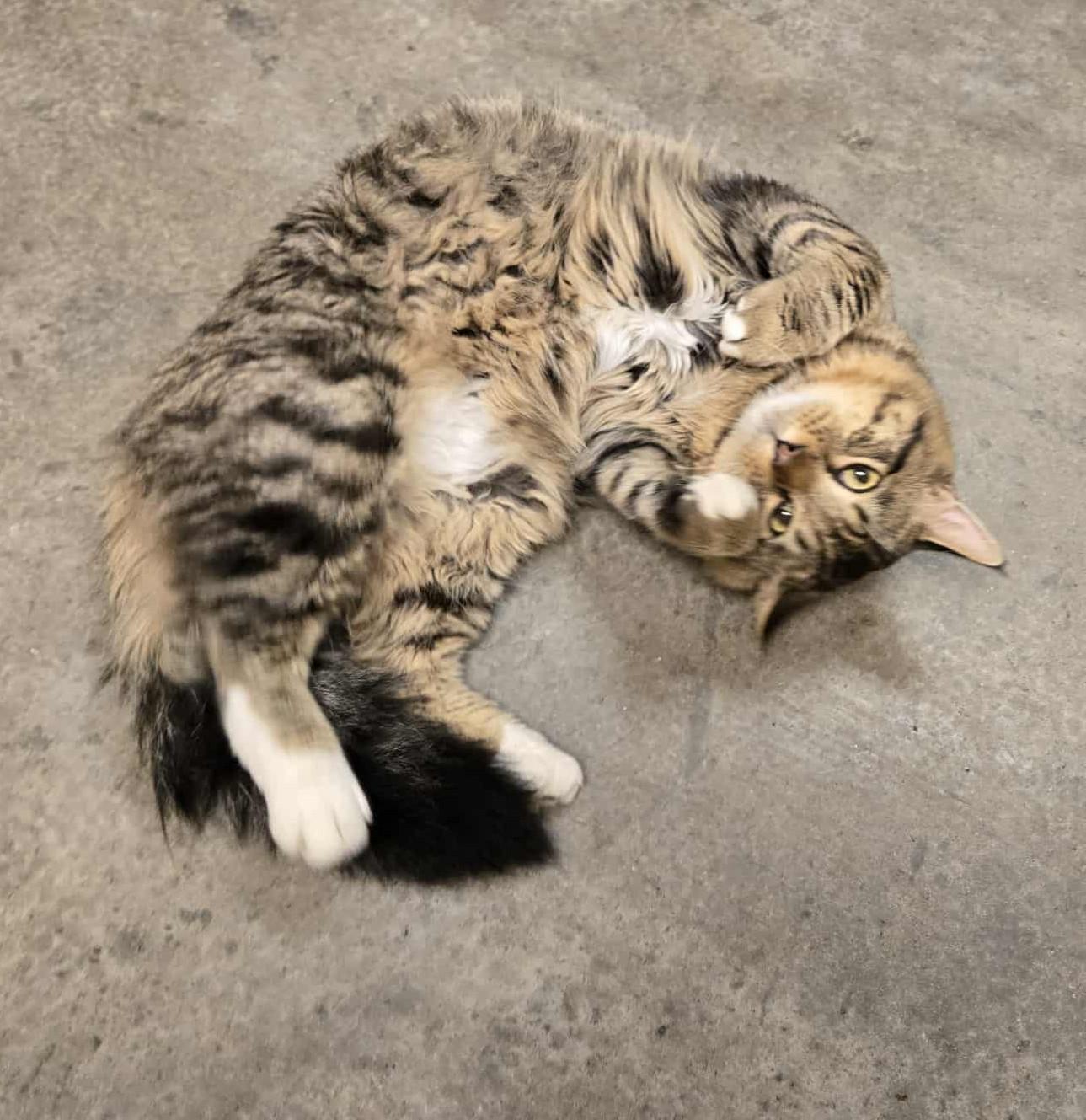 Willie Mays, a Adoptable Domestic Long Hair in Larned, KS image 3/5