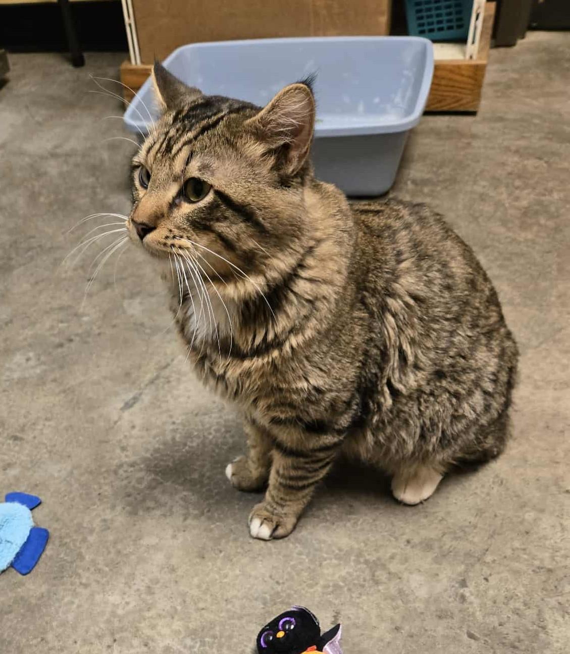 Willie Mays, an adoptable Domestic Long Hair in Larned, KS, 67550 | Photo Image 4