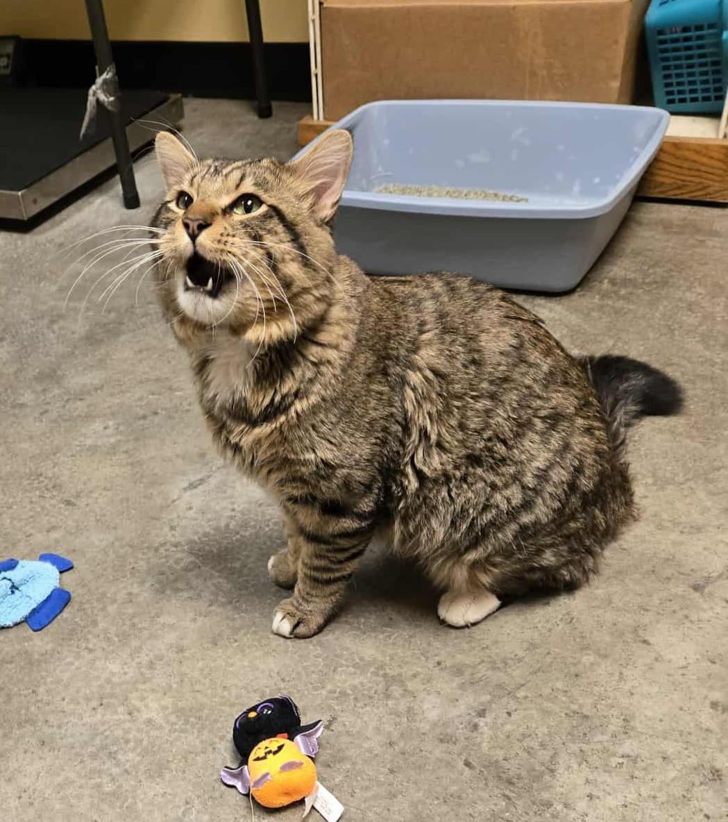 Willie Mays, a Adoptable Domestic Long Hair in Larned, KS image 5/5