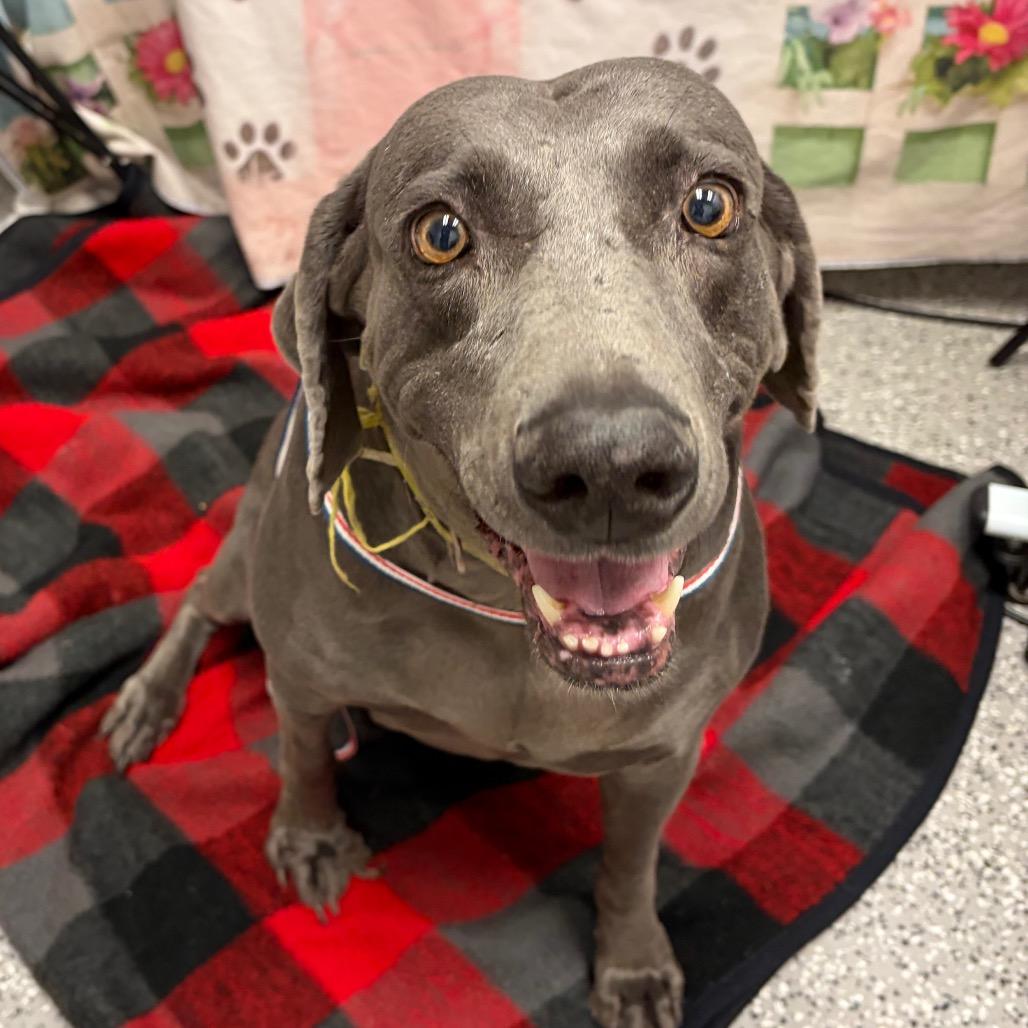 Hazel, Adoptable, Senior Female Weimaraner.