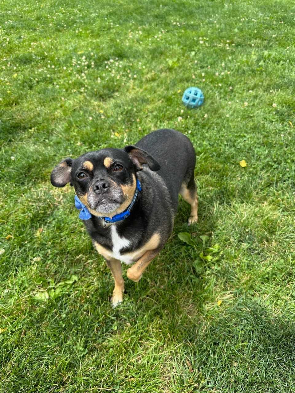 Dog for adoption Pudding, a Pug in Chambersburg, PA Petfinder