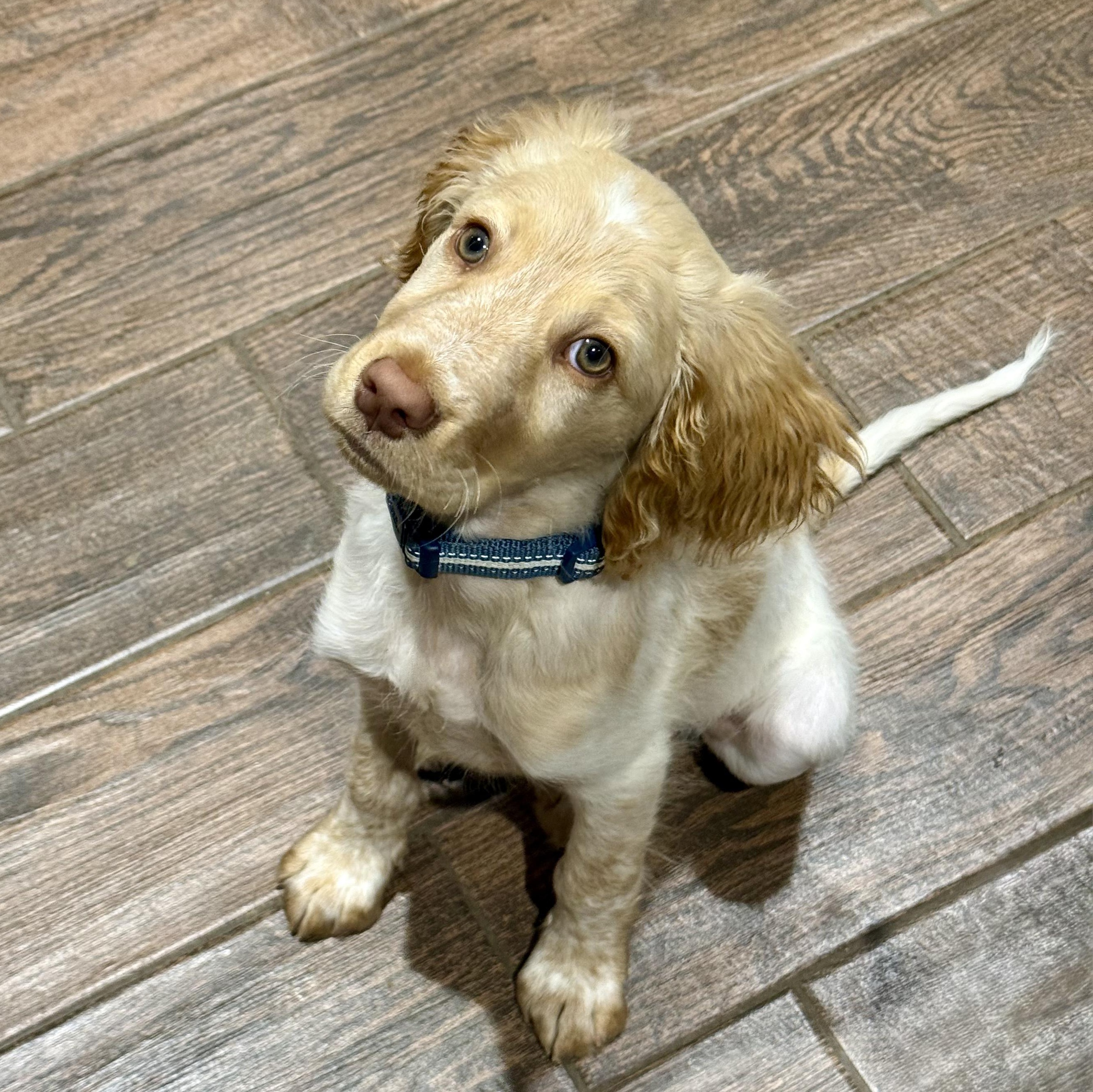 Enlarge Louie, a ADOPTABLE mixed breed in Murphysboro, IL image 2/6