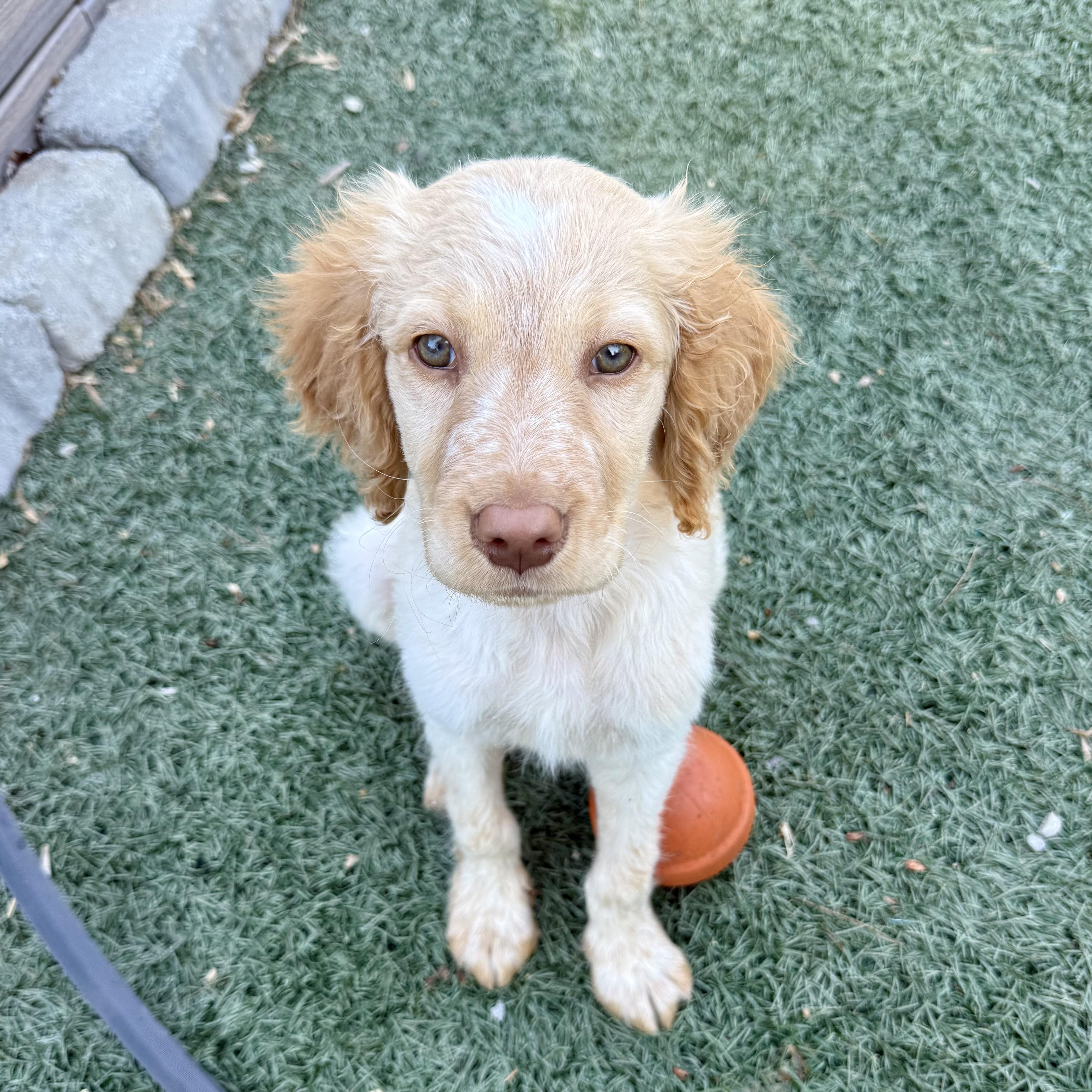 Enlarge Louie, a ADOPTABLE mixed breed in Murphysboro, IL image 4/6