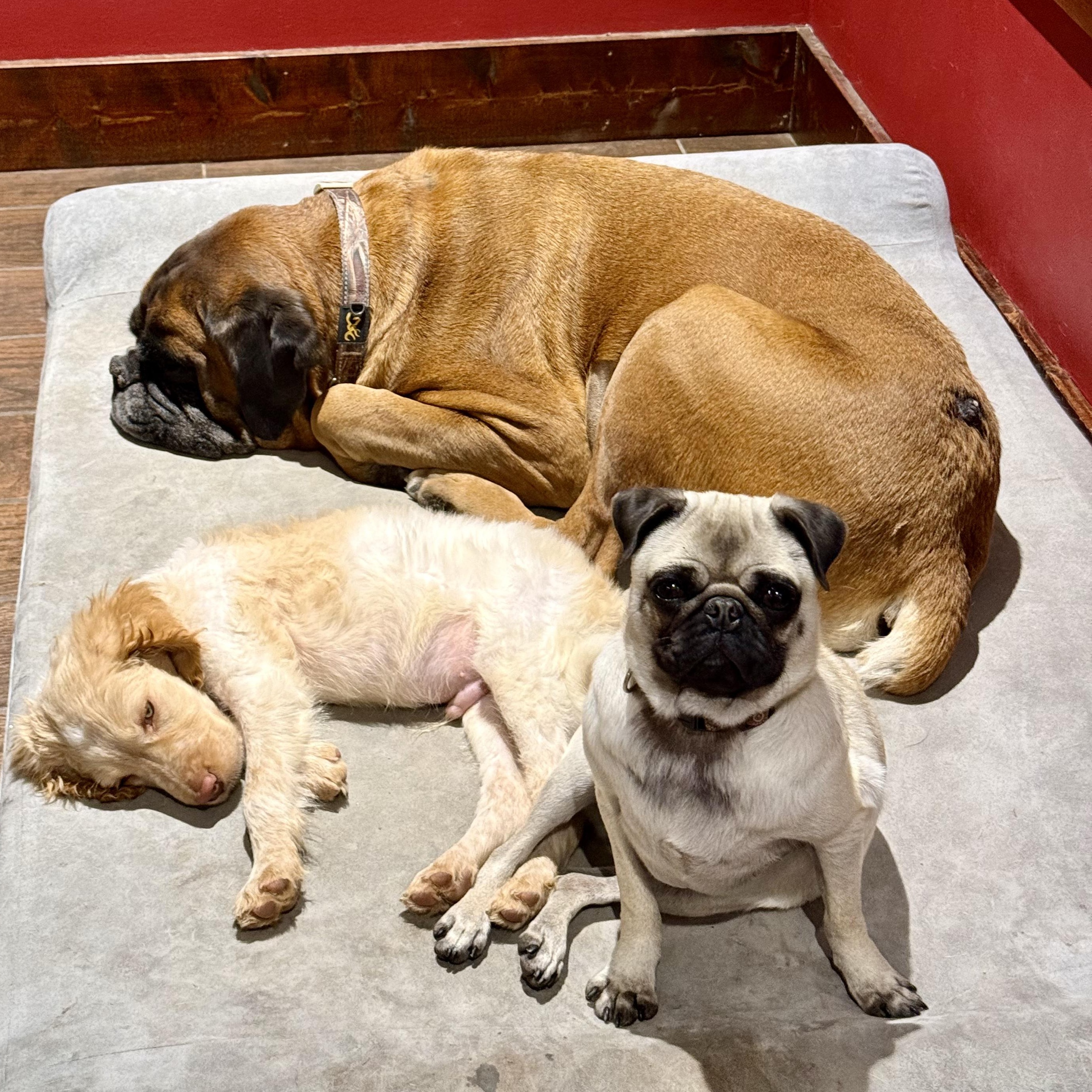 Enlarge Louie, a ADOPTABLE mixed breed in Murphysboro, IL image 5/6