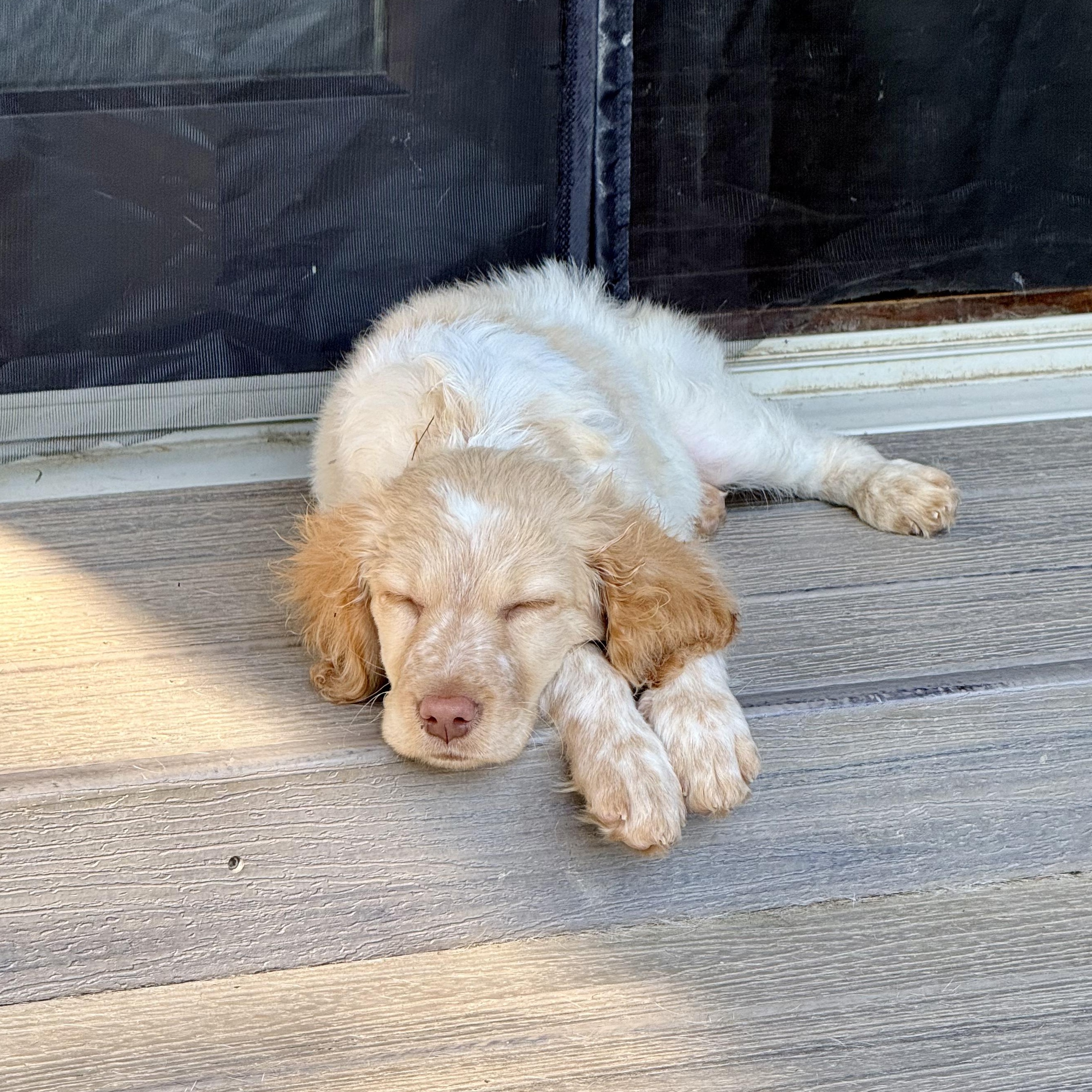 Enlarge Louie, a ADOPTABLE mixed breed in Murphysboro, IL image 3/6
