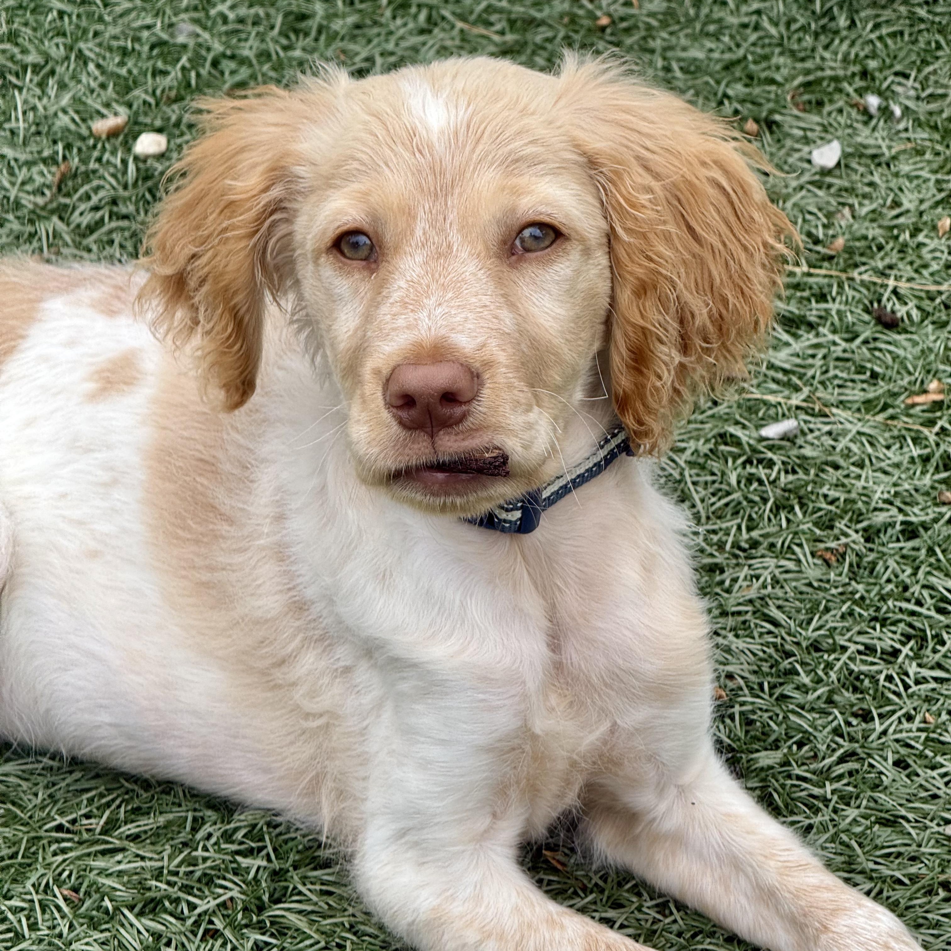 Enlarge Louie, a ADOPTABLE mixed breed in Murphysboro, IL image 6/6