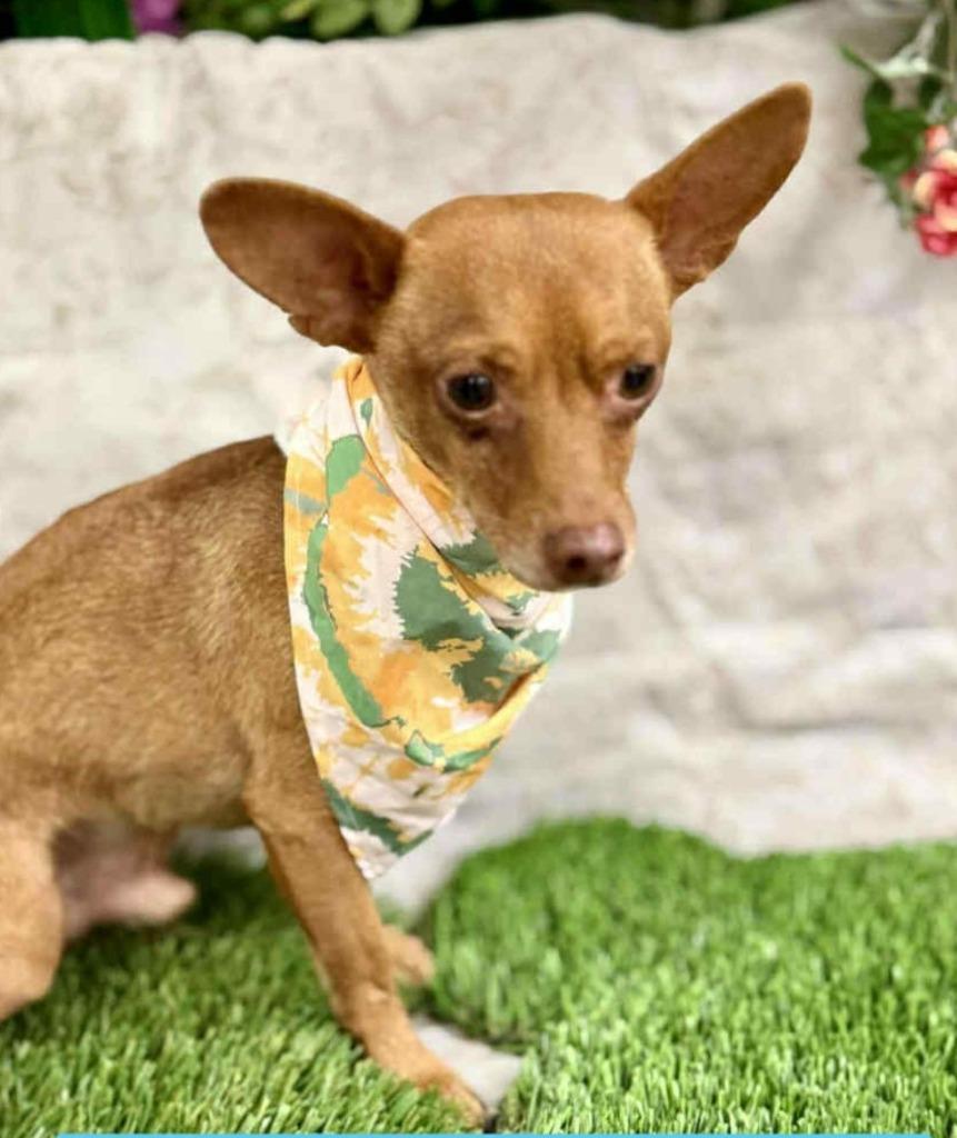 Fido, Adoptable, Adult Male Terrier & Chihuahua.