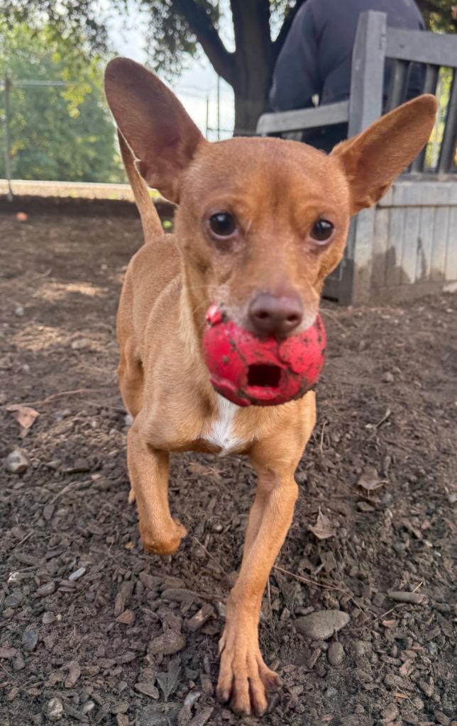 Enlarge Fido, a Adoptable mixed breed in Lemoore, CA image 2/3