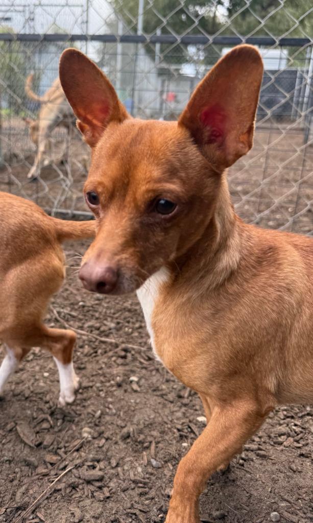 Enlarge Fido, a Adoptable mixed breed in Lemoore, CA image 3/3