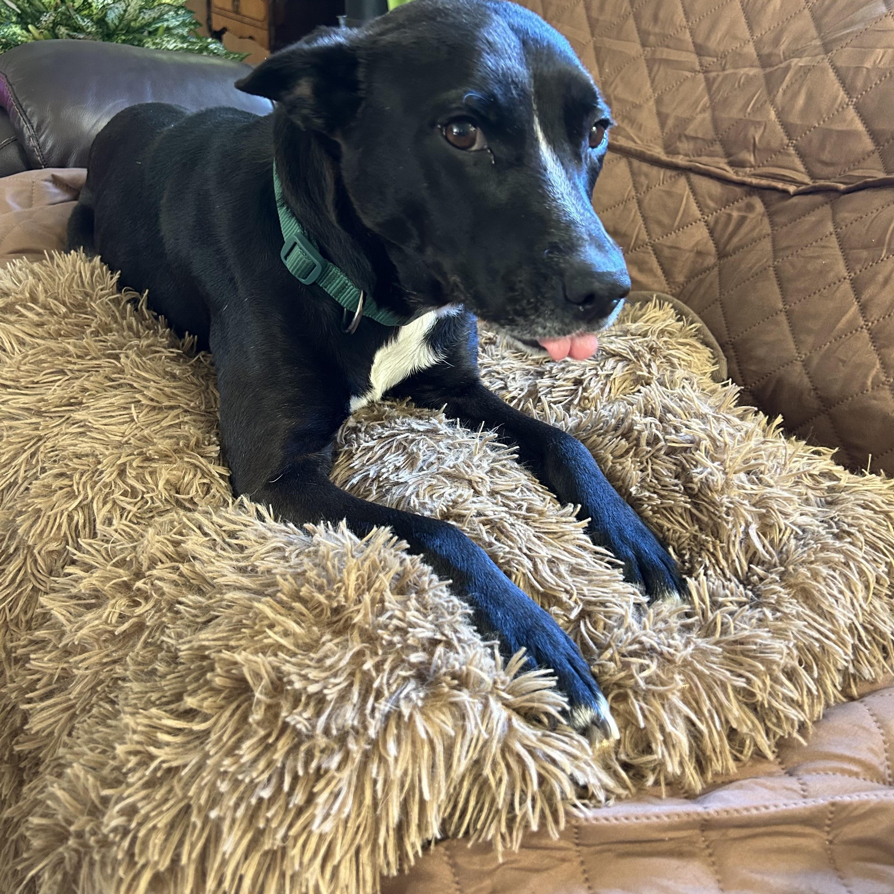 Enlarge Maxine, a Adoptable mixed breed in Annandale, VA image 1/4