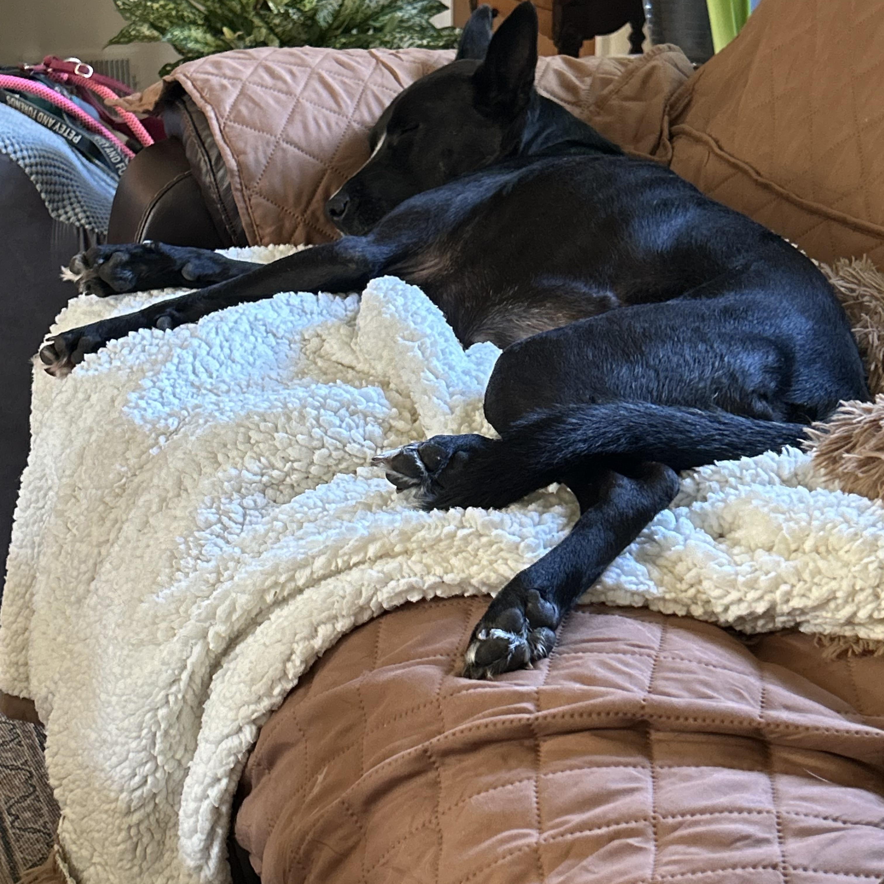 Enlarge Maxine, a Adoptable mixed breed in Annandale, VA image 2/4