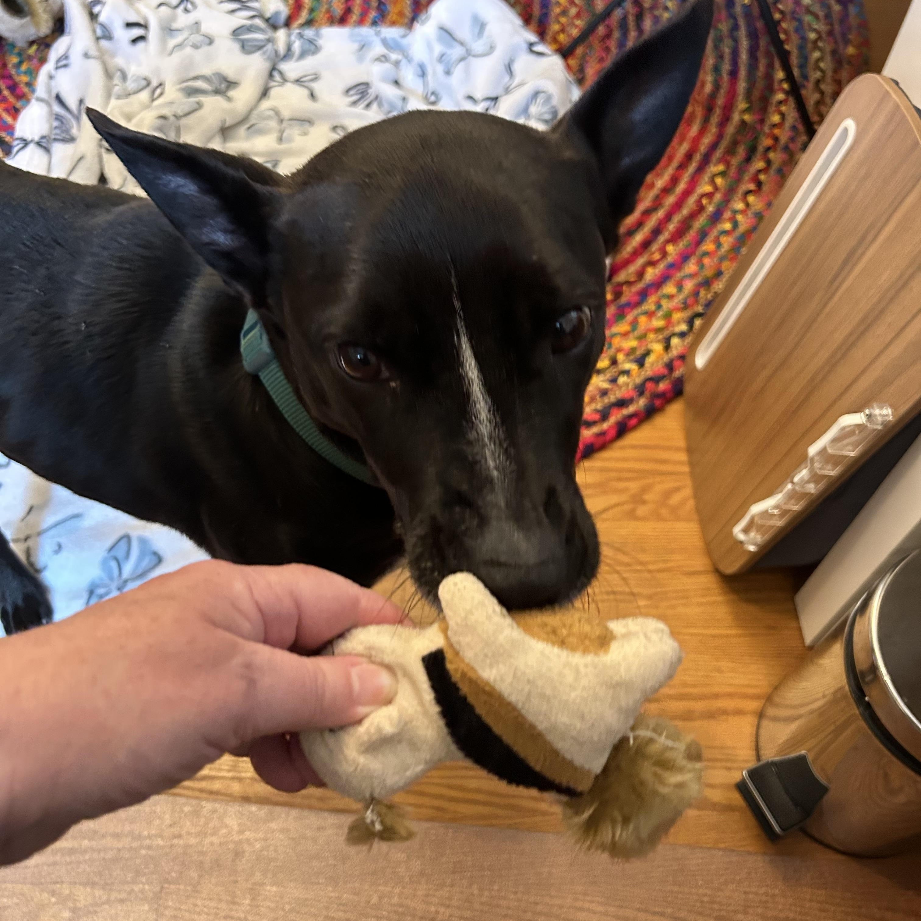 Enlarge Maxine, a Adoptable mixed breed in Annandale, VA image 3/4