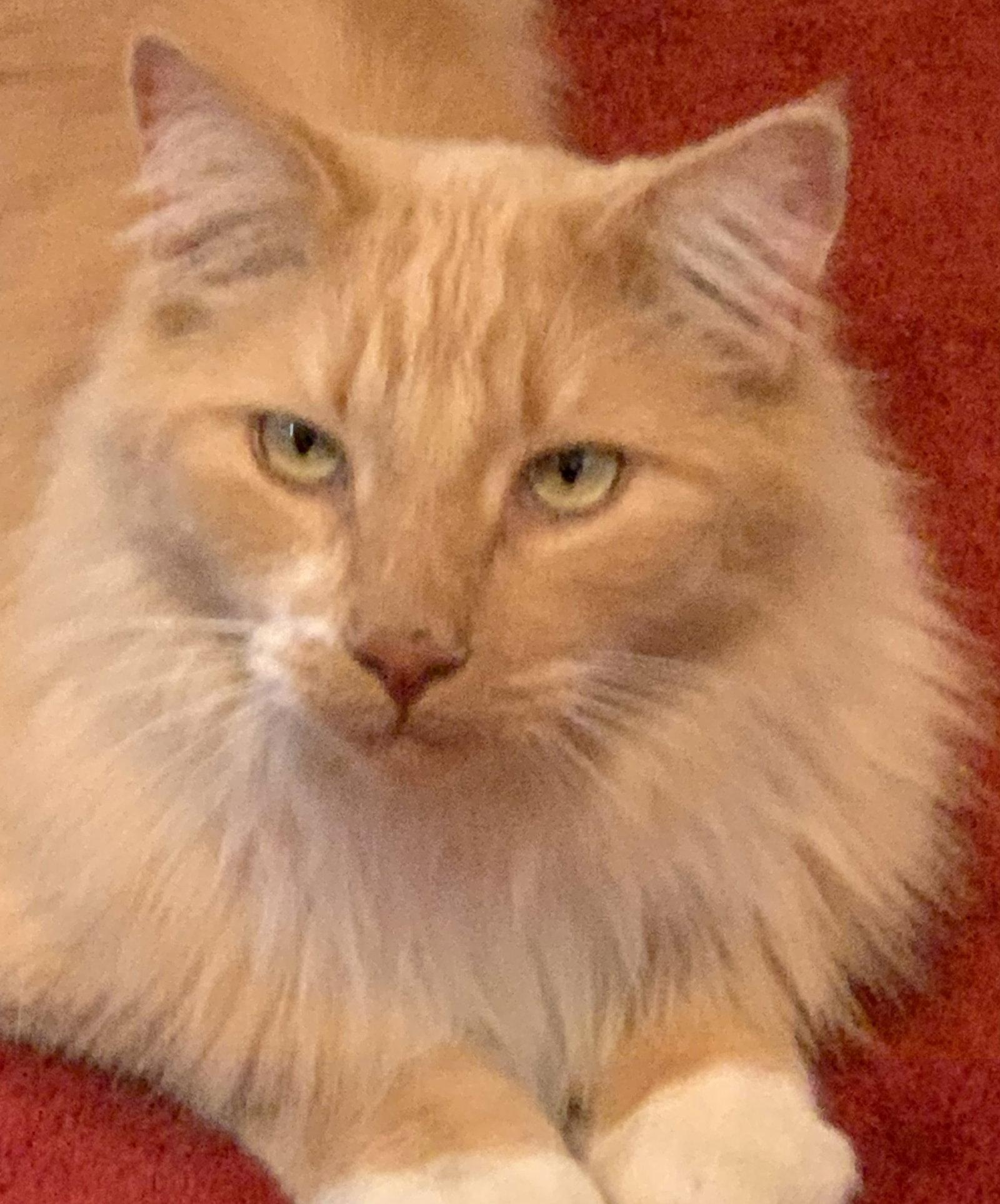 Mango (ADOPTED!), a Adopted Maine Coon in Monrovia, CA image 1/3