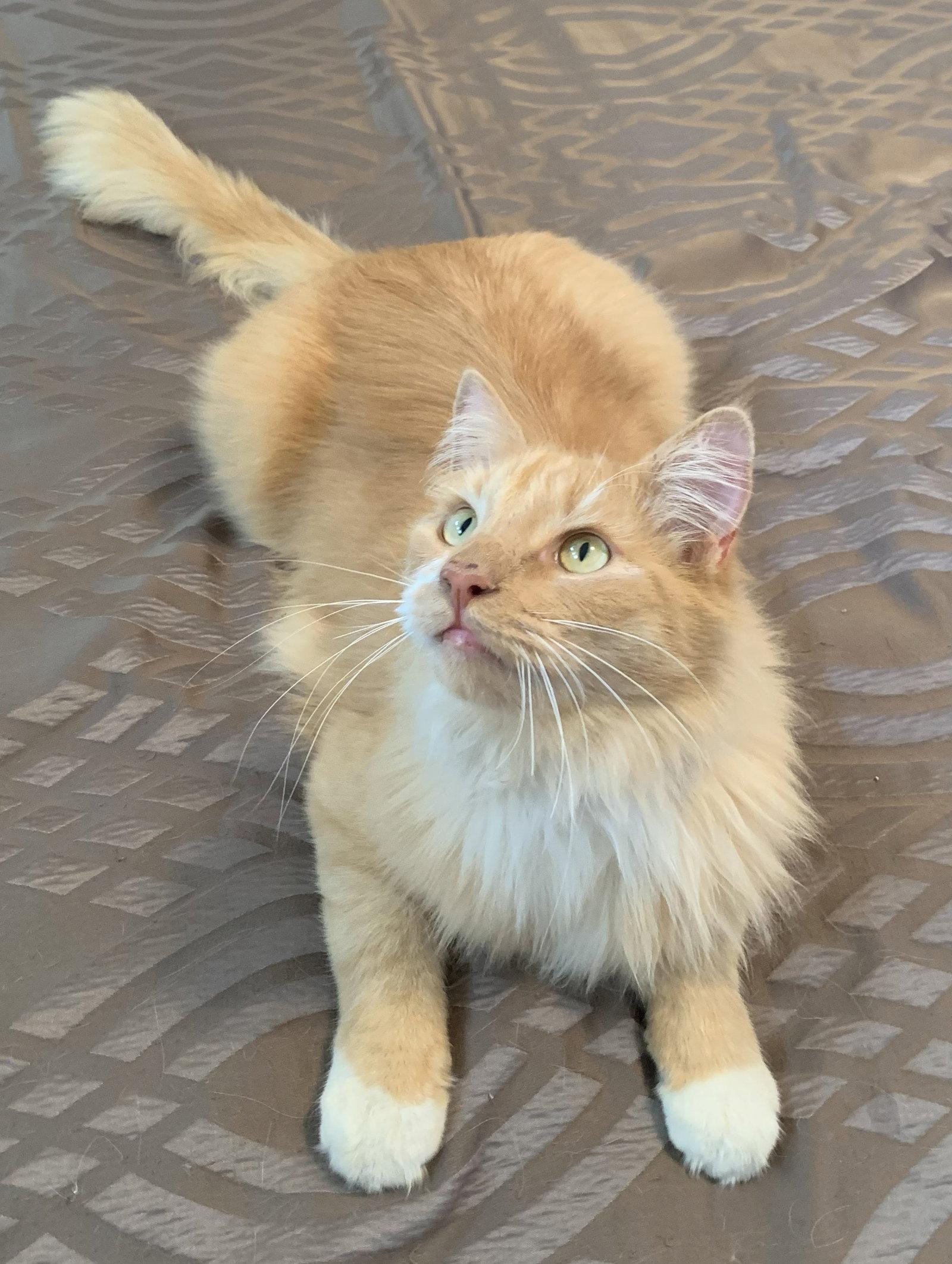 Mango (ADOPTED!), a Adopted Maine Coon in Monrovia, CA image 2/3