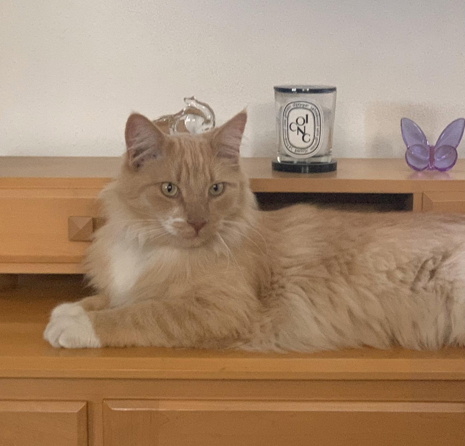 Mango (ADOPTED!), a Adopted Maine Coon in Monrovia, CA image 3/3