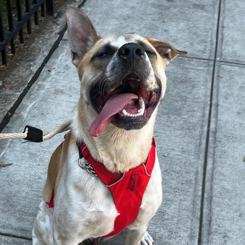 Enlarge Pixel Rocky, a Adoptable mixed breed in Long Island City, NY image 1/6