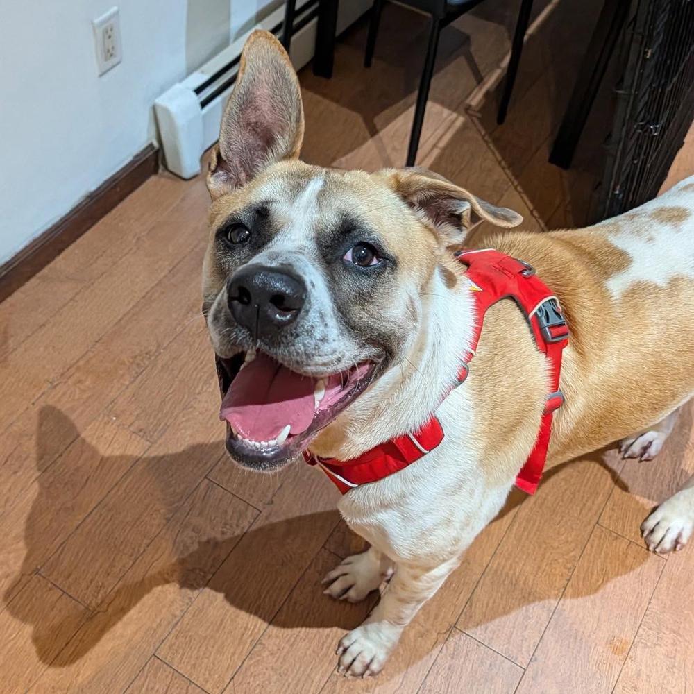 Enlarge Pixel Rocky, a Adoptable mixed breed in Long Island City, NY image 2/6