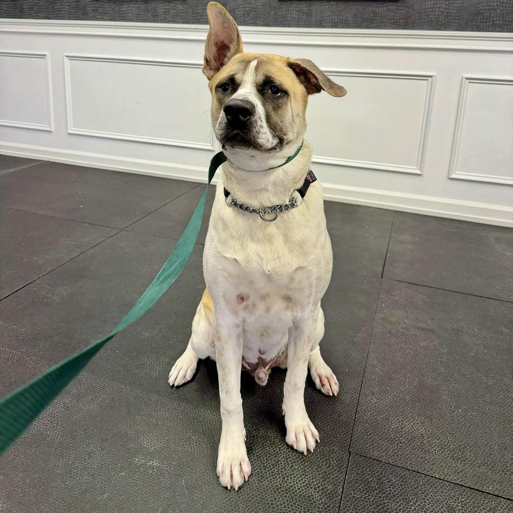 Enlarge Pixel Rocky, a Adoptable mixed breed in Long Island City, NY image 3/6