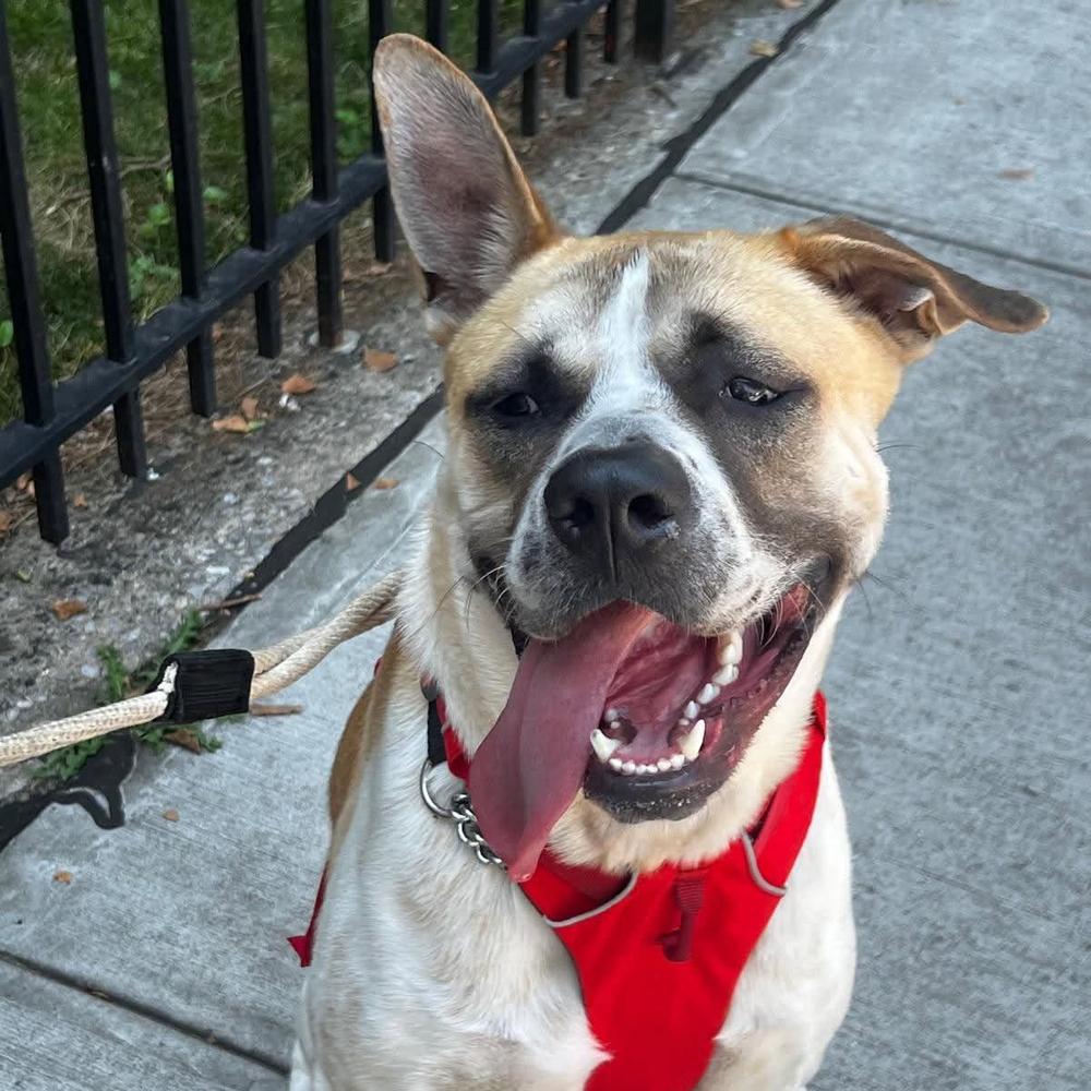Enlarge Pixel Rocky, a Adoptable mixed breed in Long Island City, NY image 4/6