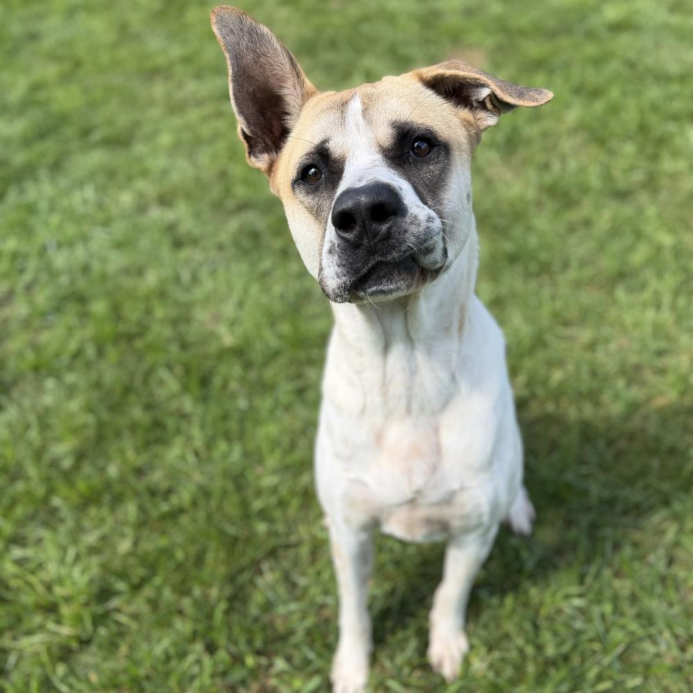 Enlarge Pixel Rocky, a Adoptable mixed breed in Long Island City, NY image 5/6