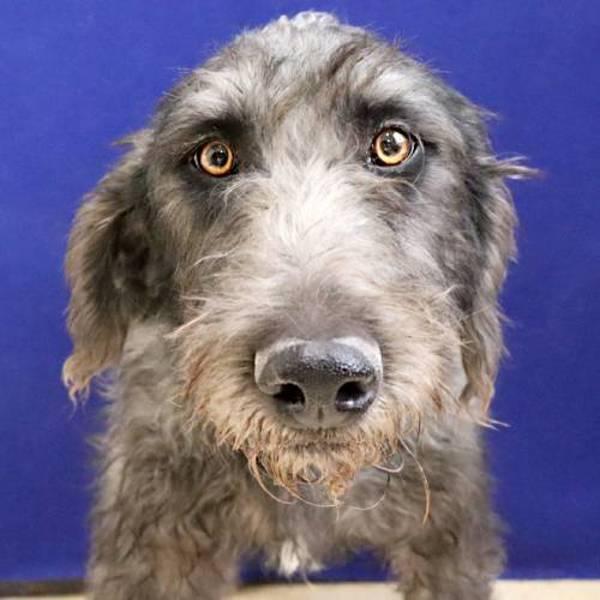 Renzi, a Adoptable mixed breed in Midland, TX image 2/2