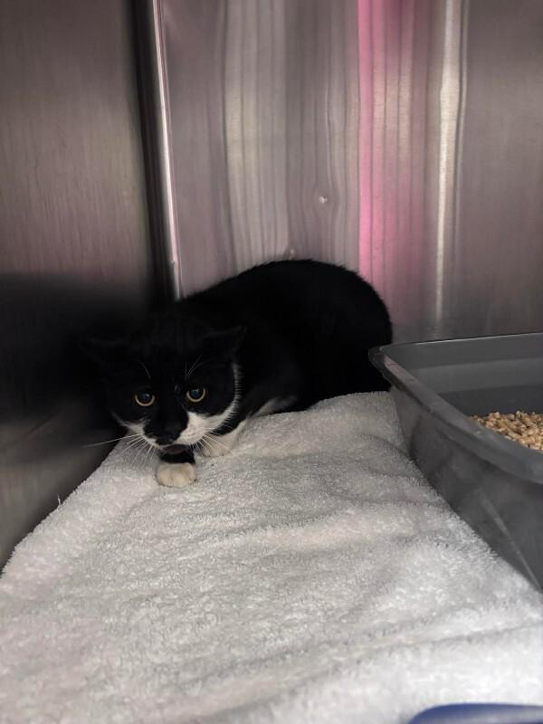 Unknown, Adoptable, Adult Female Domestic Short Hair.