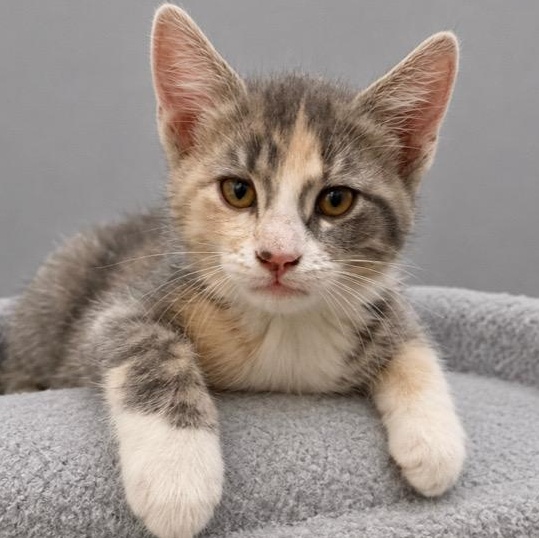 Enlarge Nevaeh, a Adoptable mixed breed in Andover, MN image 1/3