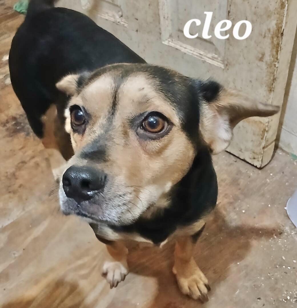 Cleo