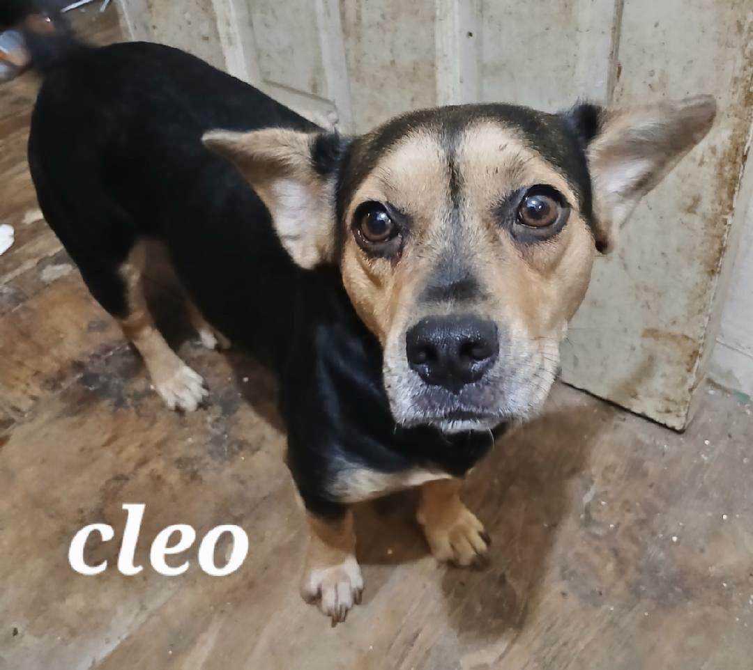 Cleo