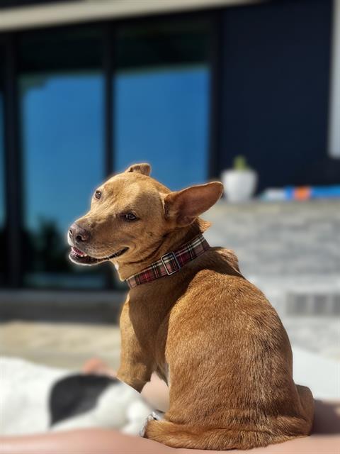 Enlarge BAYLO, a Adoptable mixed breed in Charlotte, NC image 1/1