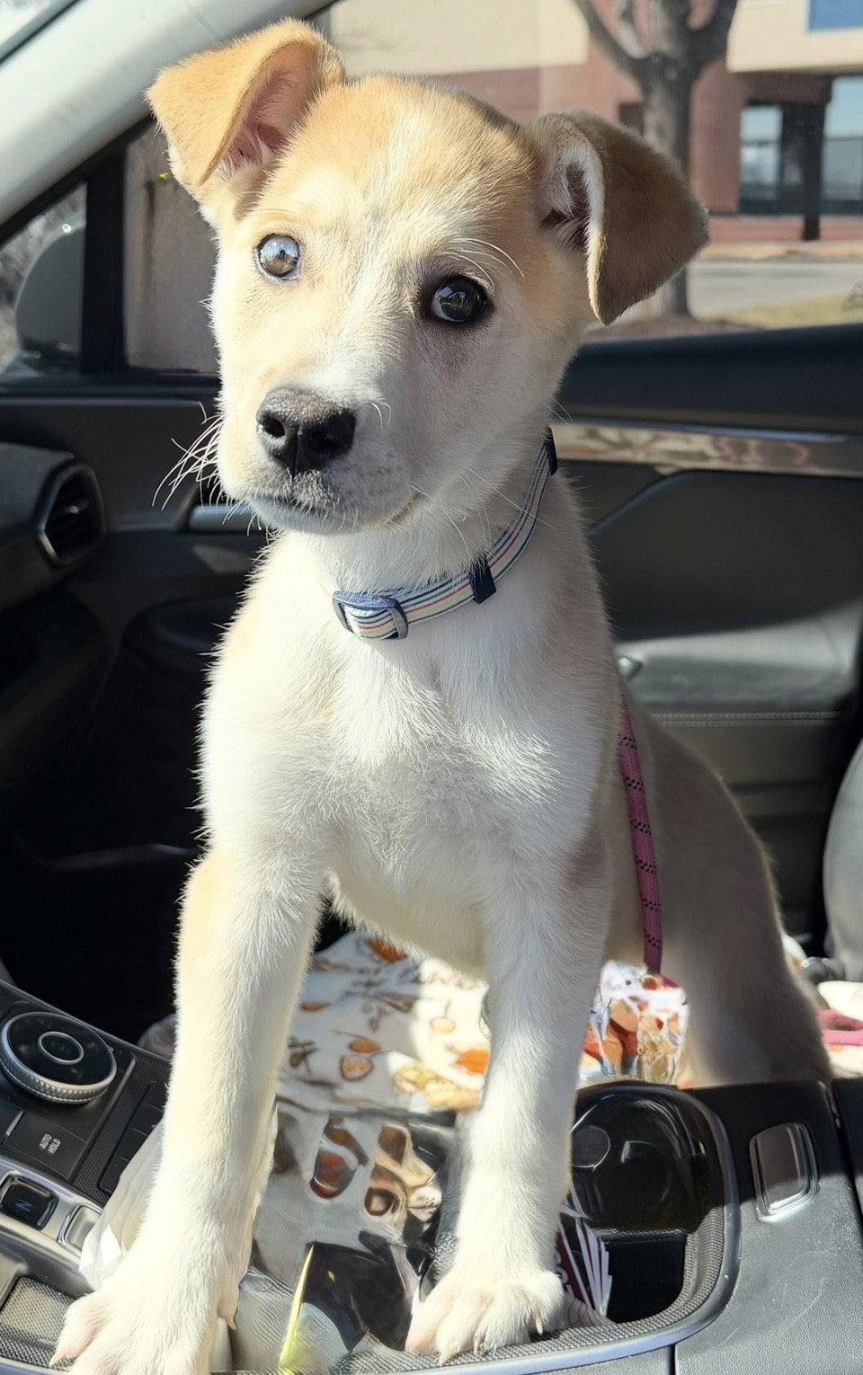 Enlarge Marlee, a Adoptable mixed breed in Omaha, NE image 1/3