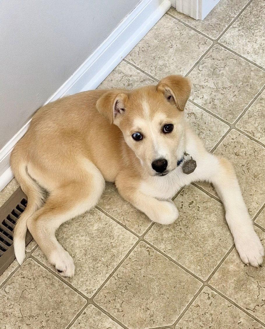 Enlarge Marlee, a Adoptable mixed breed in Omaha, NE image 3/3