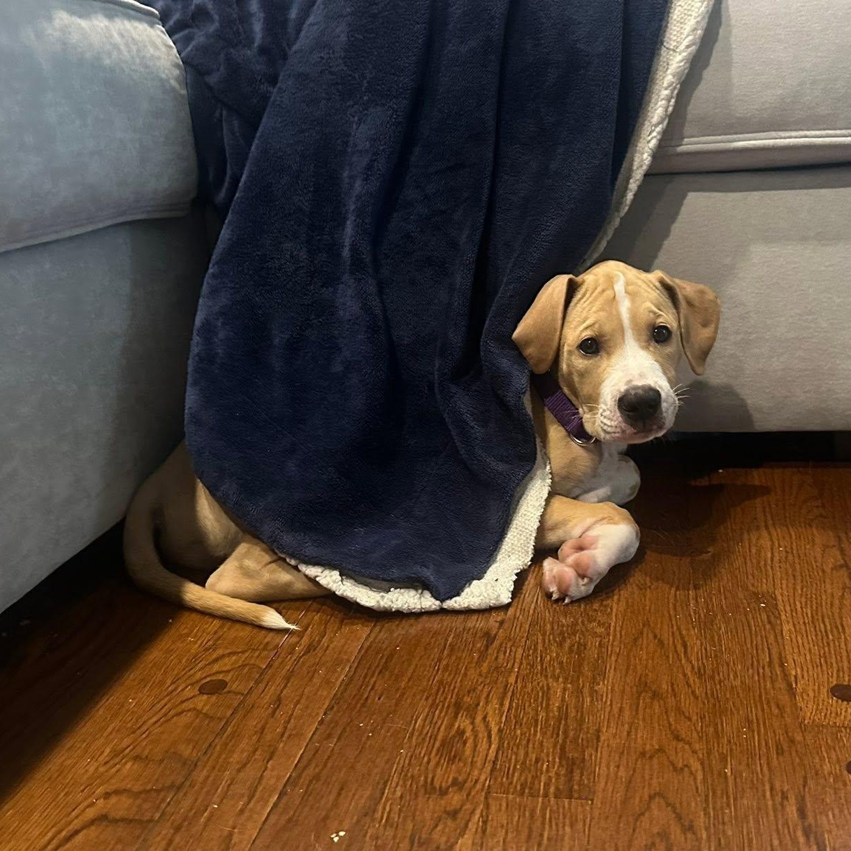 Finch, a ADOPTABLE mixed breed in Darien, CT image 5/6