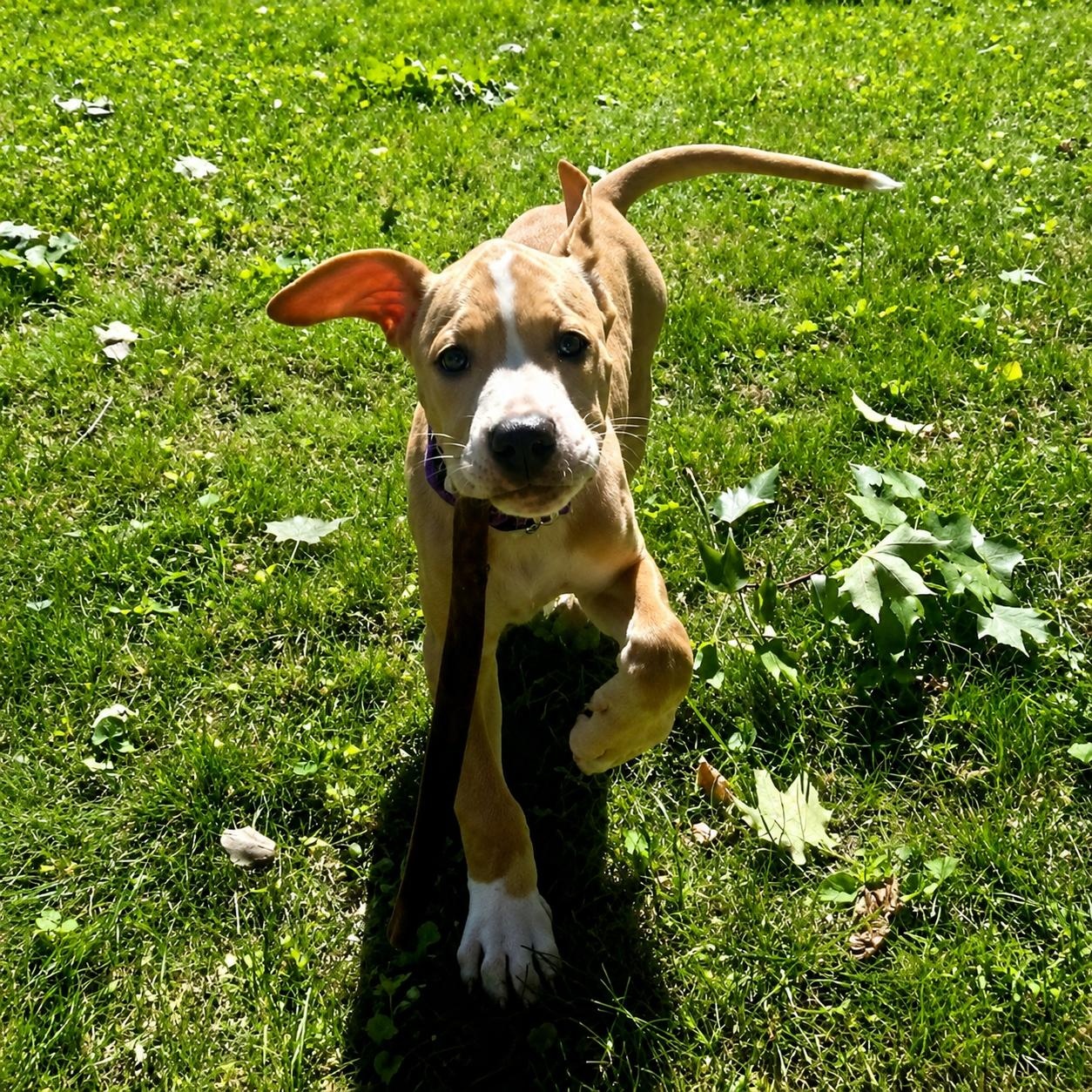 Finch, a ADOPTABLE mixed breed in Darien, CT image 2/6