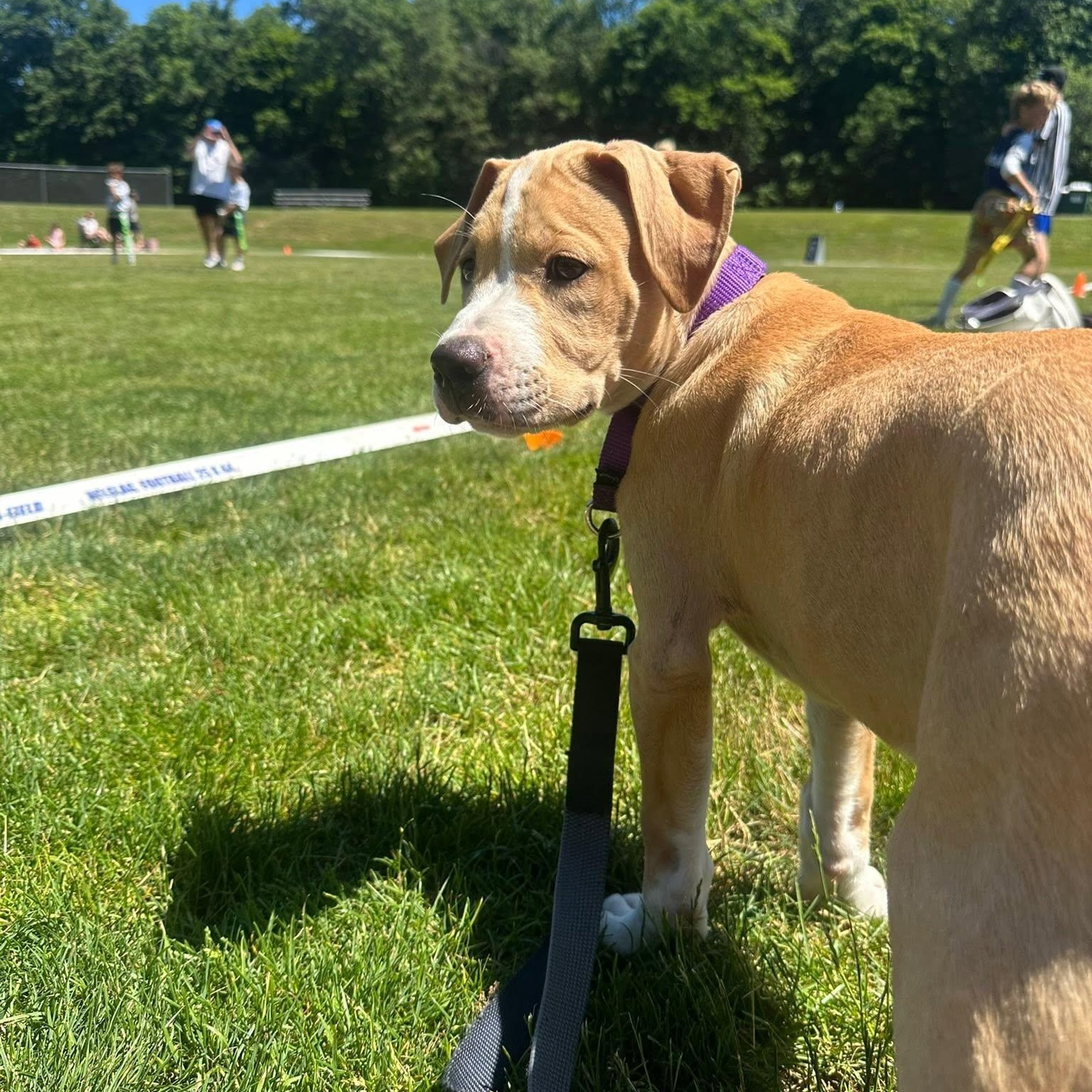 Finch, a ADOPTABLE mixed breed in Darien, CT image 6/6