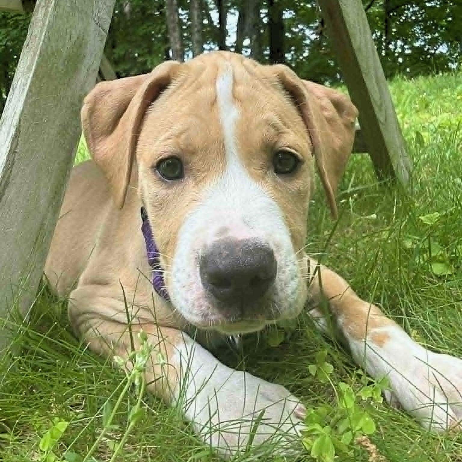 Finch, a ADOPTABLE mixed breed in Darien, CT image 3/6
