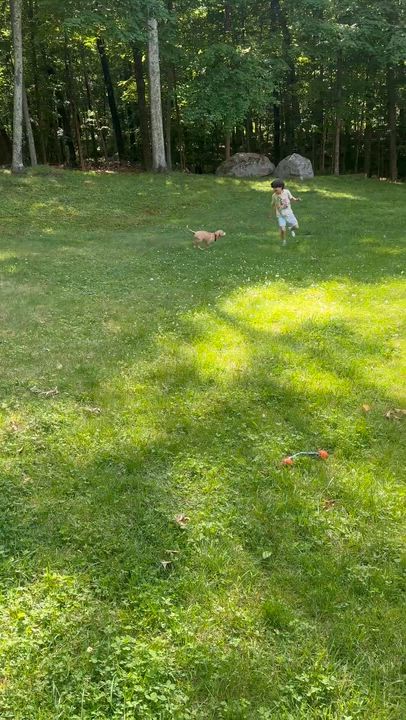 Enlarge Finch, a ADOPTABLE mixed breed in Darien, CT video 4/6