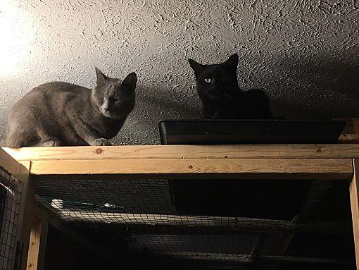 Nicky bonded with Max, Adoptable, Adult Male Domestic Short Hair.