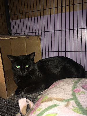 Enlarge Nicky bonded with Max, a Adoptable Domestic Short Hair in Macedonia, OH image 2/3