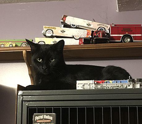 Enlarge Nicky bonded with Max, a Adoptable Domestic Short Hair in Macedonia, OH image 3/3